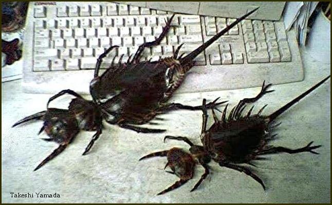 http://www.roguetaxidermy.com/gallery_images/528_94600.jpg