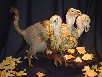 chimera